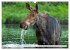 THE NORTHERN WOODLANDS MOOSE (Wall... - Bild 12