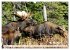 THE NORTHERN WOODLANDS MOOSE (Wall... - Bild 3