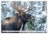 THE NORTHERN WOODLANDS MOOSE (Wall... - Bild 5