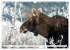 THE NORTHERN WOODLANDS MOOSE (Wall... - Bild 7
