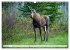 THE NORTHERN WOODLANDS MOOSE (Wall... - Bild 9
