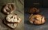 Baking Next Level mit Weizen - Bild 6