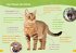 WAS IST WAS Erstes Lesen easy! Katzen -... - Bild 3