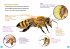 WAS IST WAS Erstes Lesen. Bienen - Bild 2