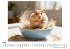 Hamster - Bild 3