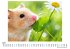 Hamster - Bild 4
