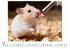 Hamster - Bild 5