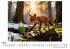 Fuchs - Bild 3