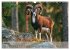 Jagd und Natur - Kalender für Jäger... - Bild 11