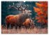 Jagd und Natur - Kalender für Jäger... - Bild 3