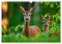 Jagd und Natur - Kalender für Jäger... - Bild 10