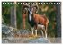 Jagd und Natur - Kalender für Jäger... - Bild 11