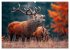Jagd und Natur - Kalender für Jäger... - Bild 2