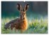 Jagd und Natur - Kalender für Jäger... - Bild 8