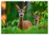 Jagd und Natur - Kalender für Jäger... - Bild 9