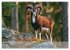 Jagd und Natur - Kalender für Jäger... - Bild 10