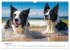 Border Collies Hüteprofis... - Bild 14